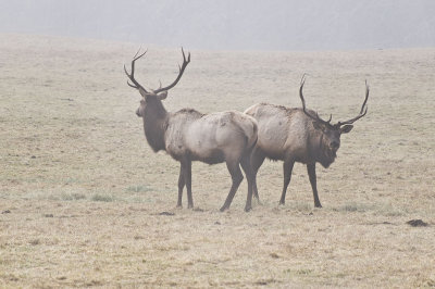 Jewell Wildlife Area  Elk