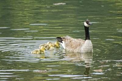 Mother and Babies
