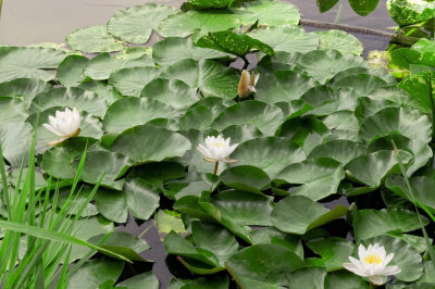 More Water Lilies