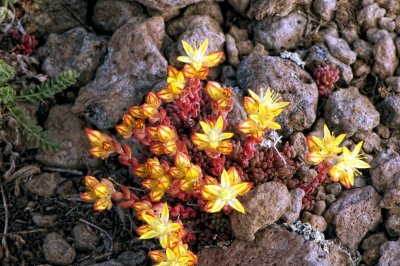 Flowers at the Steens