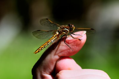 Dragon Fly