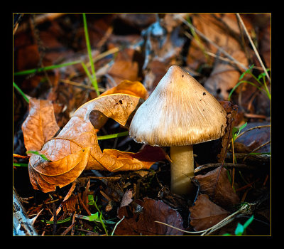 Mushroom House