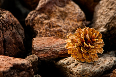 Pinecone