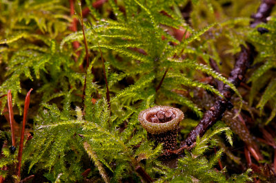 Bird's Nest Fungi