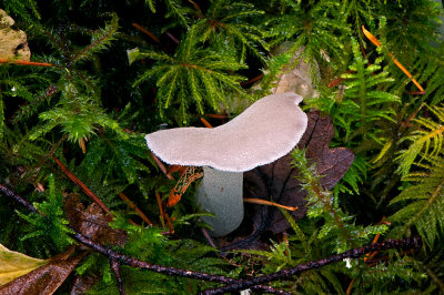 Another Mushroom/Fungi- not sure what it is.