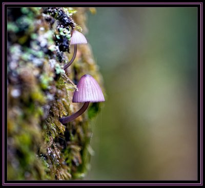 On the side of a tree.