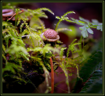 ~ Bird's Nest Fungi ~ 