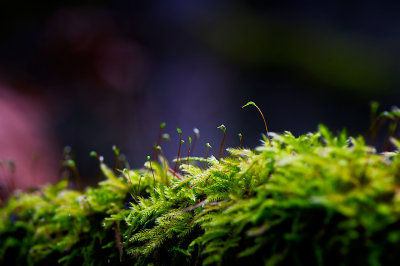 Just Moss