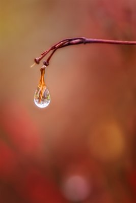 In a drop of water.