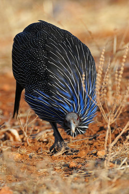 Guineafowl