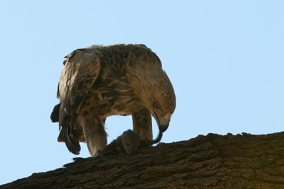 Eagle and prey.