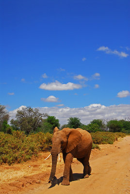 Elephant road.