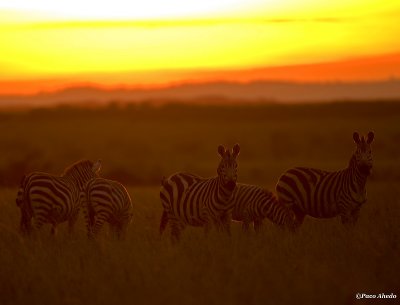 Zebra herd.