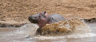 Hippo splash