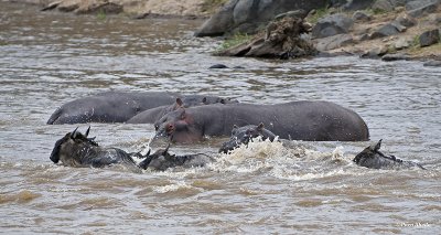 Hippo atack