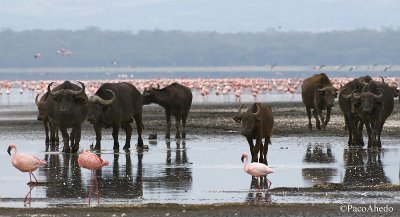 Pink buffalos