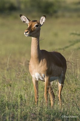 Impala