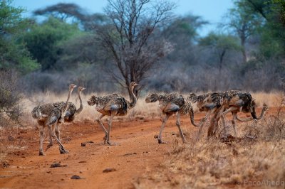 Somali Ostrich  Chicks