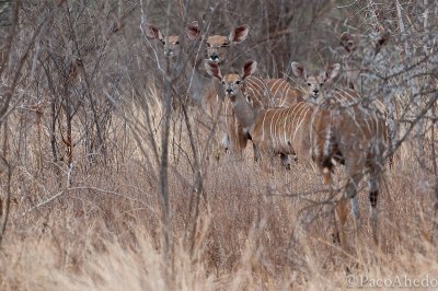 Lesser Kudu family