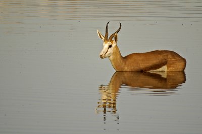 Swimming