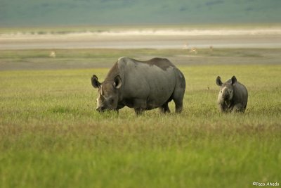 Black rhinos