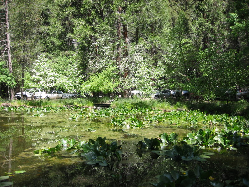 Yosemite 5-07-04 002.jpg