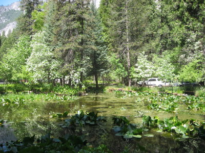 Yosemite 5-07-04 001.jpg