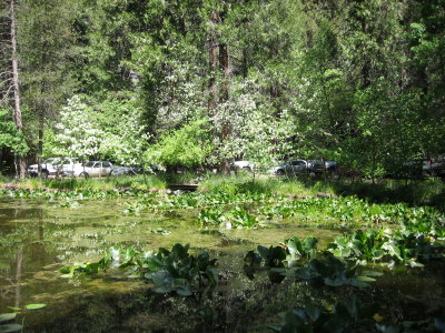 Yosemite 5-07-04 002.jpg