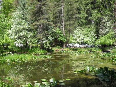 Yosemite 5-07-04 003.jpg