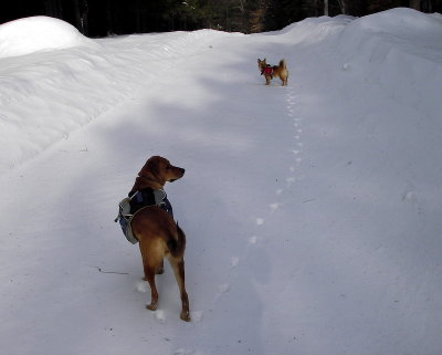 Fresh tracks