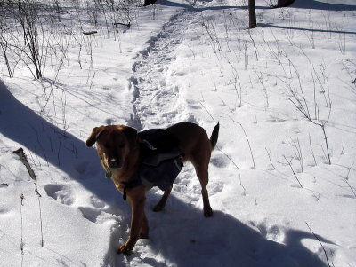 Lucy following the trail and not postholing
