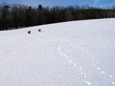 snow field
