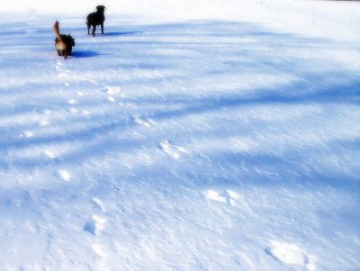 Doggies on Ice