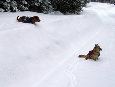 Watchdogs