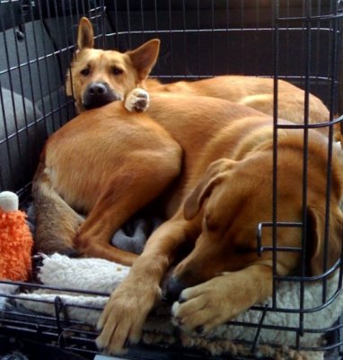 Dog days of summer