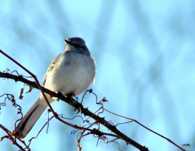 Bird