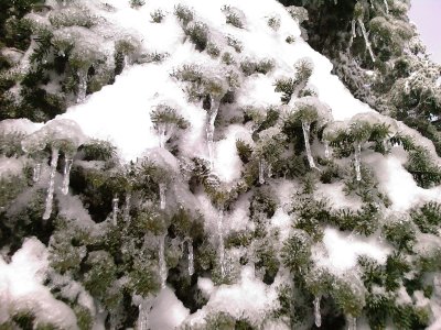 Iced trees