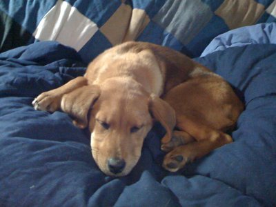 OWNIN THE COUCH