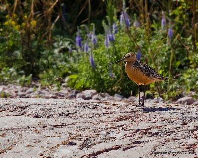 Bar-tailed Godwit_2b.jpg