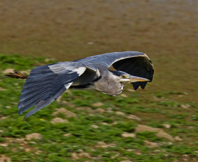 Grey Heron_1.jpg