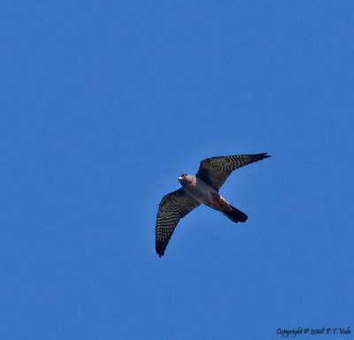 Red-footed Falcon_2.jpg