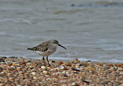 Curlew Sandpiper_1.jpg
