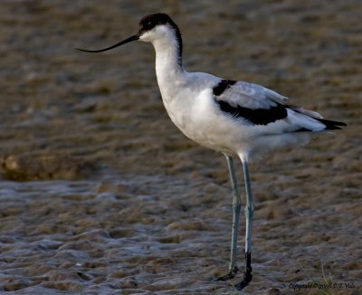 Waders