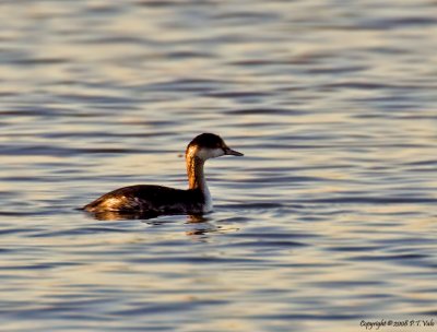 Black-necked Grebe_1.jpg