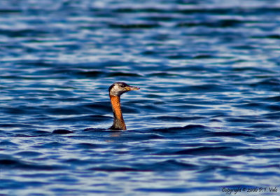 Red-necked Grebe_1.jpg