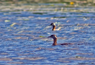 Red-necked Grebe_2.jpg