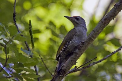 Grey-headed Woodpecker_1.jpg