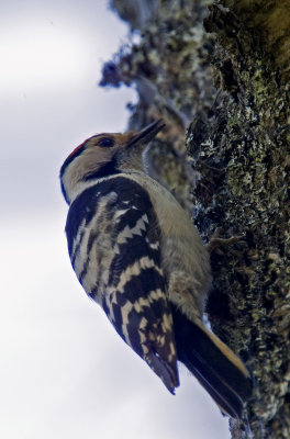 Lesser Spotted Woodpecker_1.jpg
