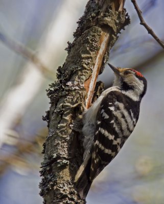 Lesser Spotted Woodpecker_2.jpg