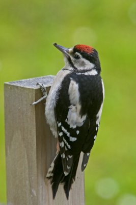 Great Spotted Woodpecker_23.jpg